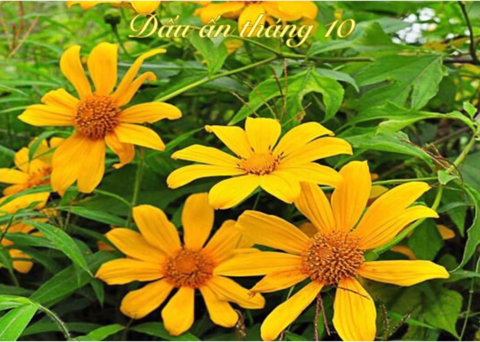 DẤU ẤN THÁNG 10- IETC